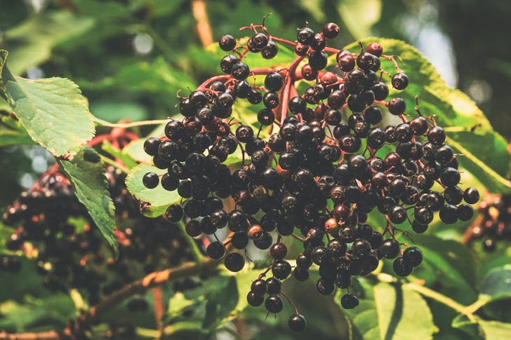 elderberry juice